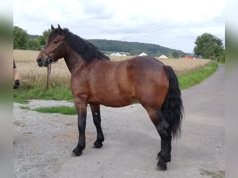 Meer koudbloeden Ruin 5 Jaar 160 cm Bruin in WertheimWertheim