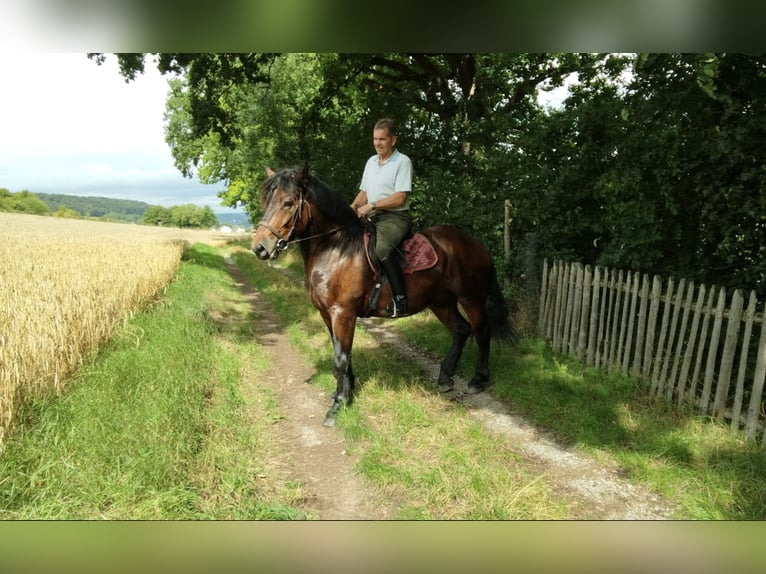 Meer koudbloeden Ruin 5 Jaar 160 cm Bruin in WertheimWertheim