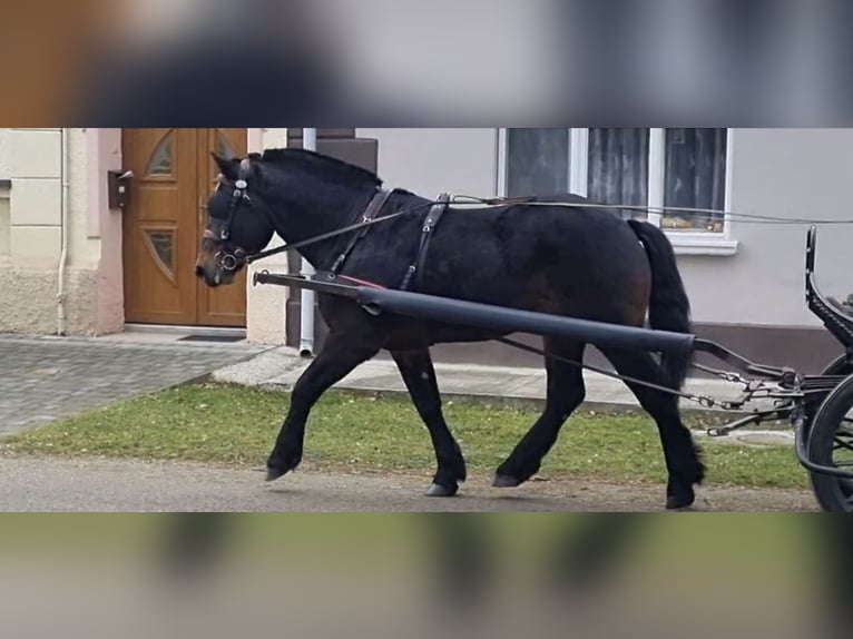 Meer koudbloeden Ruin 5 Jaar 160 cm Bruin in WertheimWertheim