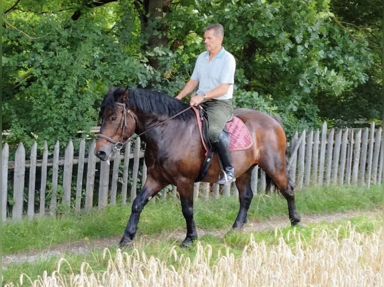 Meer koudbloeden Ruin 5 Jaar 160 cm Bruin in WertheimWertheim