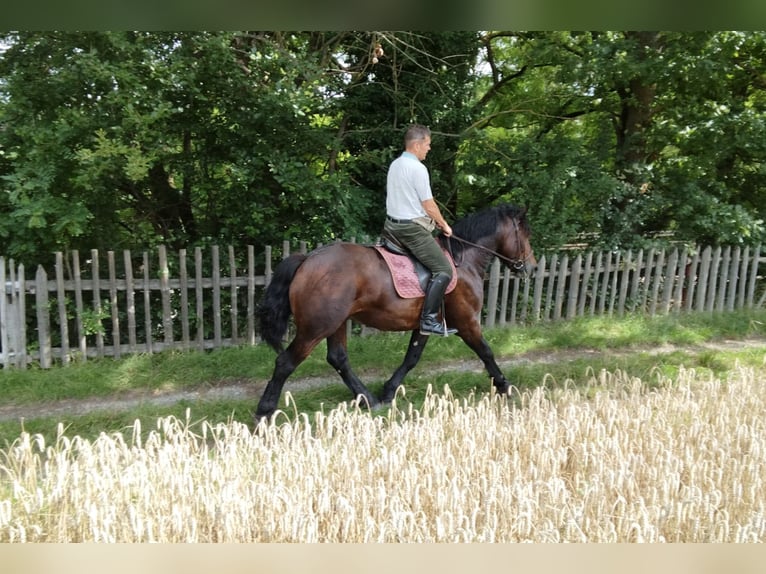 Meer koudbloeden Ruin 5 Jaar 160 cm Bruin in WertheimWertheim