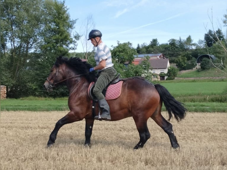 Meer koudbloeden Ruin 5 Jaar 160 cm Bruin in WertheimWertheim