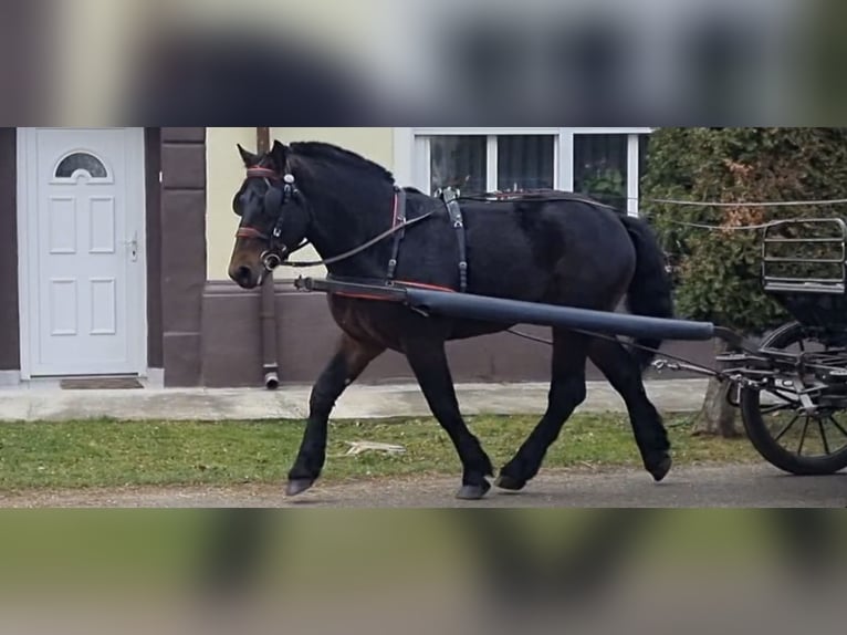 Meer koudbloeden Ruin 5 Jaar 160 cm Bruin in WertheimWertheim