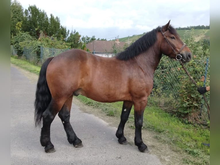Meer koudbloeden Ruin 5 Jaar 160 cm Bruin in WertheimWertheim