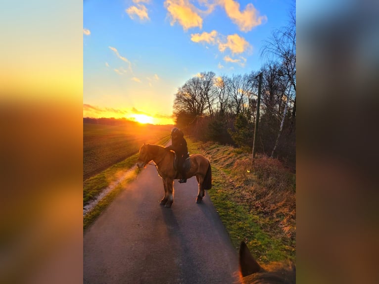 Meer koudbloeden Ruin 5 Jaar 160 cm Red Dun in Eggermühlen OT Bockraden