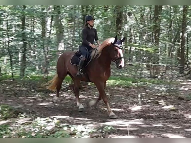 Meer koudbloeden Ruin 5 Jaar 161 cm Donkere-vos in Braunschweig