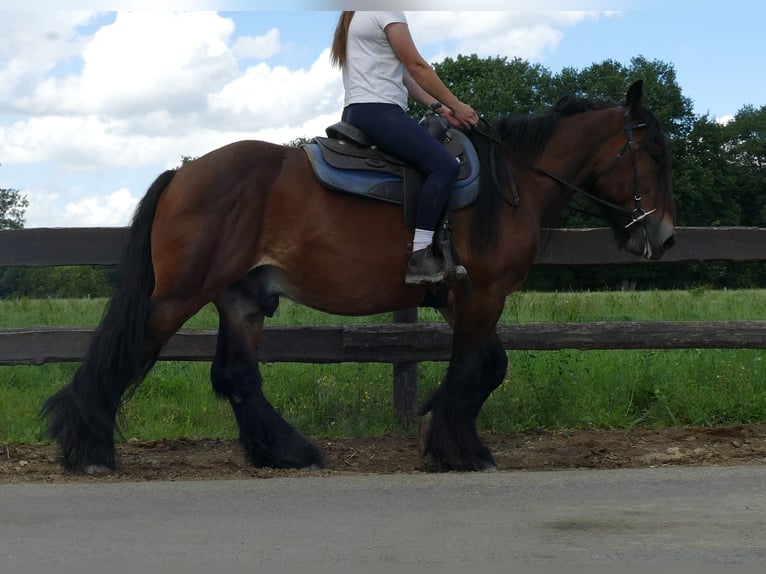 Meer koudbloeden Ruin 5 Jaar 163 cm Bruin in Lathen