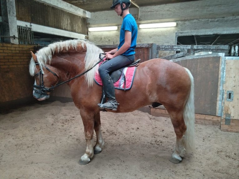 Meer koudbloeden Ruin 5 Jaar 164 cm Vos in Kamenz
