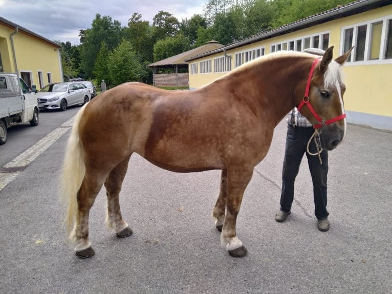 Meer koudbloeden Ruin 5 Jaar 164 cm Vos in Kamenz