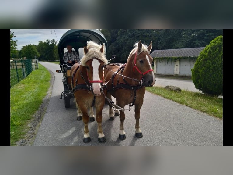 Meer koudbloeden Ruin 5 Jaar 164 cm Vos in Kamenz