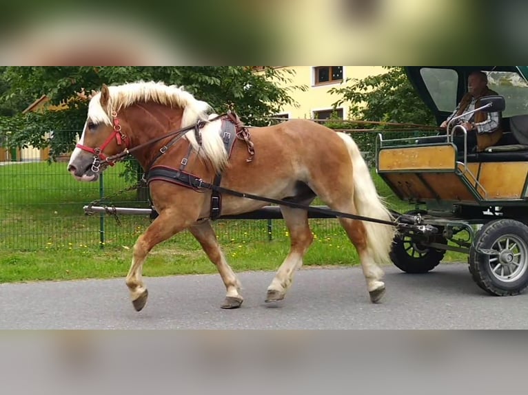 Meer koudbloeden Ruin 5 Jaar 164 cm Vos in Kamenz