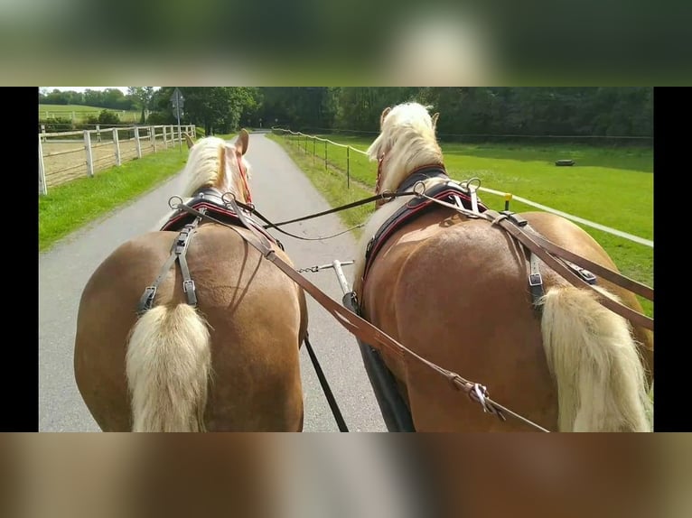 Meer koudbloeden Ruin 5 Jaar 164 cm Vos in Kamenz