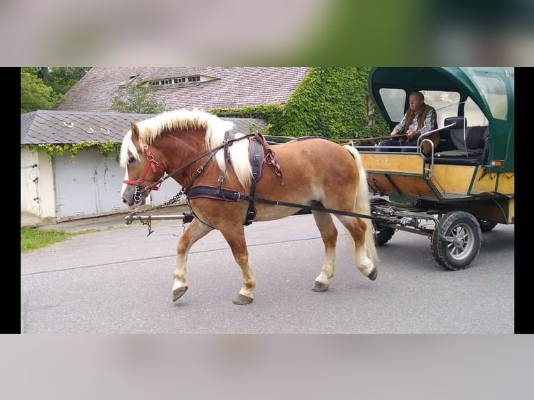 Meer koudbloeden Ruin 5 Jaar 164 cm Vos in Kamenz