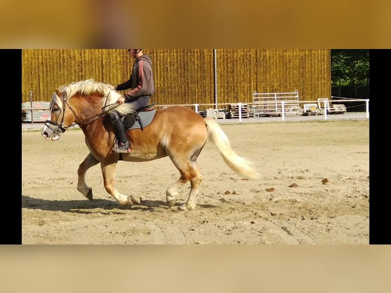 Meer koudbloeden Ruin 5 Jaar 164 cm Vos in Kamenz
