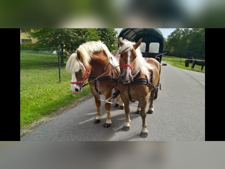 Meer koudbloeden Ruin 5 Jaar 164 cm Vos in Kamenz