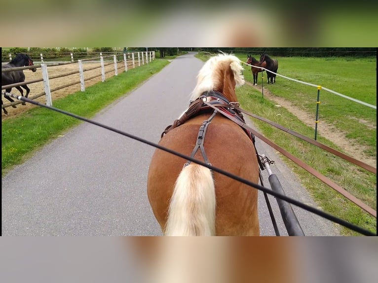 Meer koudbloeden Ruin 5 Jaar 164 cm Vos in Kamenz