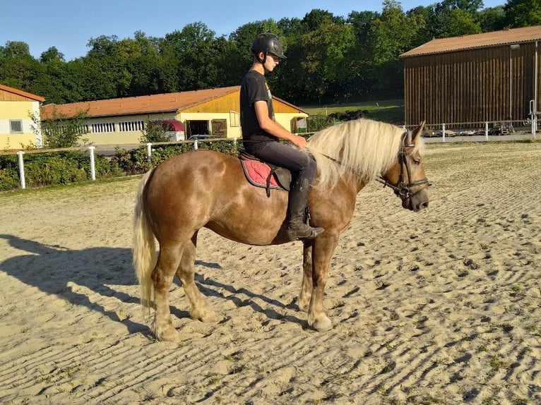 Meer koudbloeden Ruin 5 Jaar 164 cm Vos in Kamenz