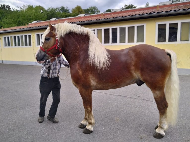 Meer koudbloeden Ruin 5 Jaar 164 cm Vos in Kamenz