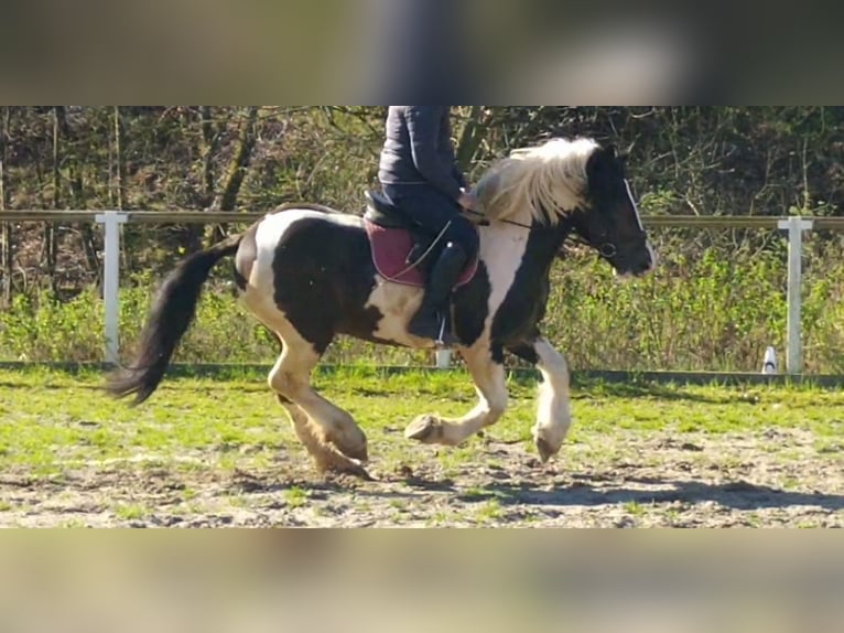 Meer koudbloeden Ruin 6 Jaar 157 cm Gevlekt-paard in Kamenz