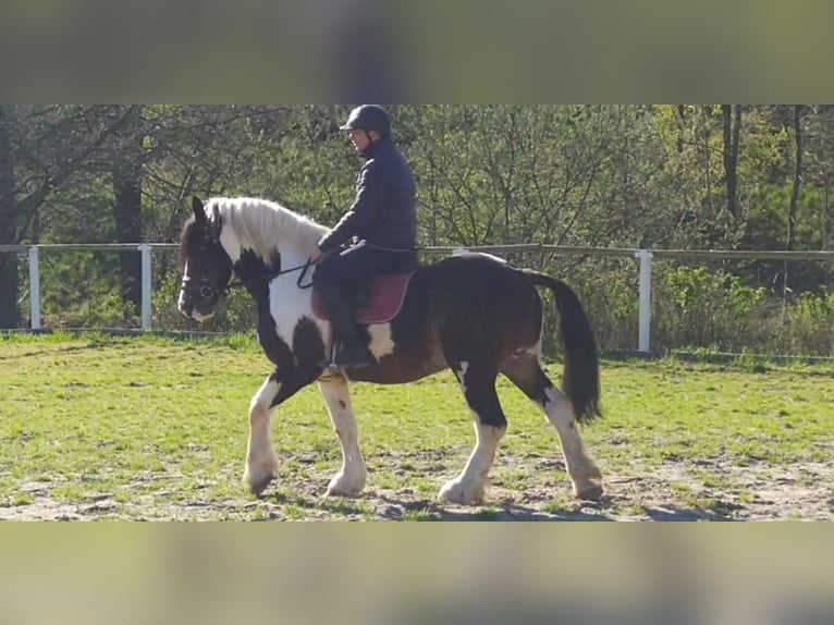 Meer koudbloeden Ruin 6 Jaar 157 cm Gevlekt-paard in Kamenz