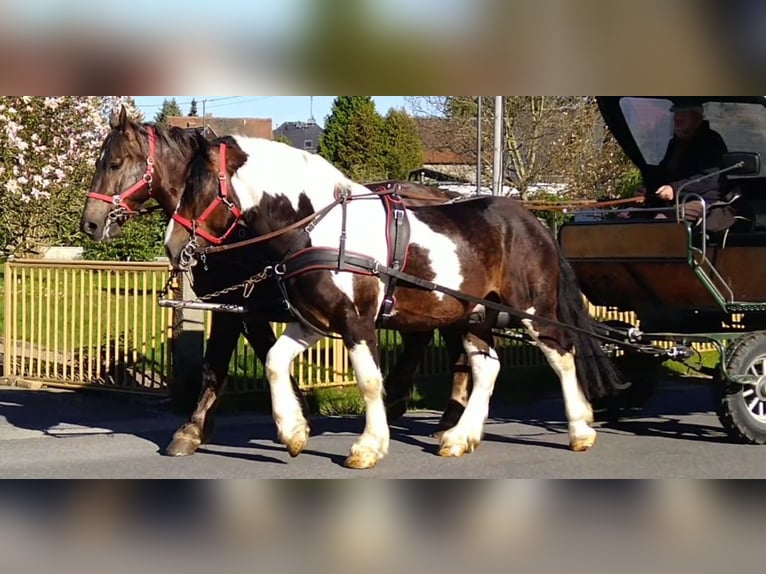 Meer koudbloeden Ruin 6 Jaar 157 cm Gevlekt-paard in Kamenz