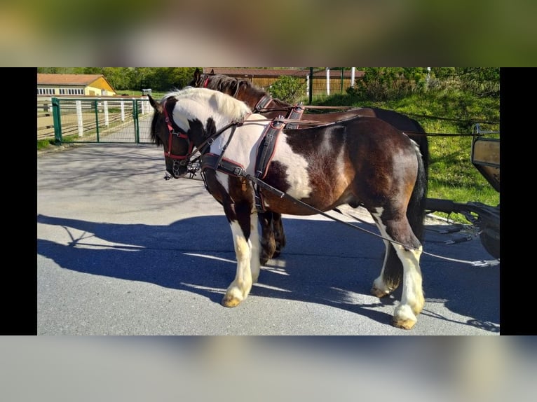 Meer koudbloeden Ruin 6 Jaar 157 cm Gevlekt-paard in Kamenz