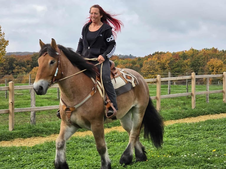 Meer koudbloeden Ruin 6 Jaar 160 cm Bruin in Linkenbach