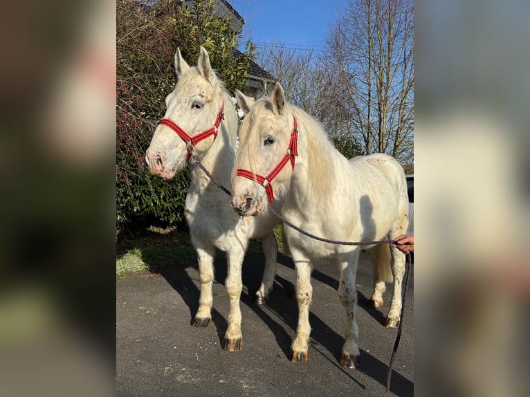 Meer koudbloeden Mix Ruin 6 Jaar 160 cm Schimmel in Nettersheim
