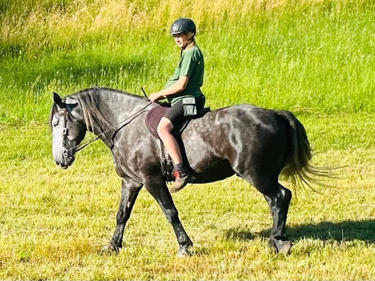 Meer koudbloeden Mix Ruin 6 Jaar 163 cm Zwartschimmel in Schottwien
