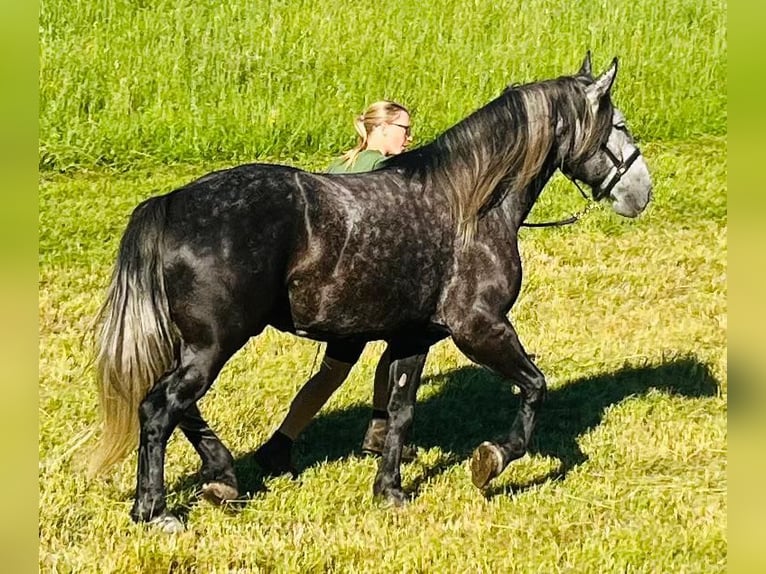 Meer koudbloeden Mix Ruin 6 Jaar 163 cm Zwartschimmel in Schottwien