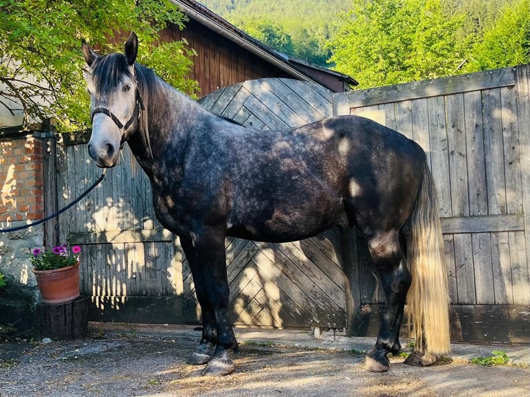 Meer koudbloeden Mix Ruin 6 Jaar 163 cm Zwartschimmel in Schottwien