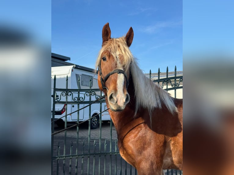 Meer koudbloeden Mix Ruin 7 Jaar 160 cm Lichtbruin in Nettersheim