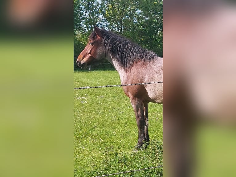 Meer koudbloeden Ruin 7 Jaar 160 cm Rood schimmel in Prenzlau