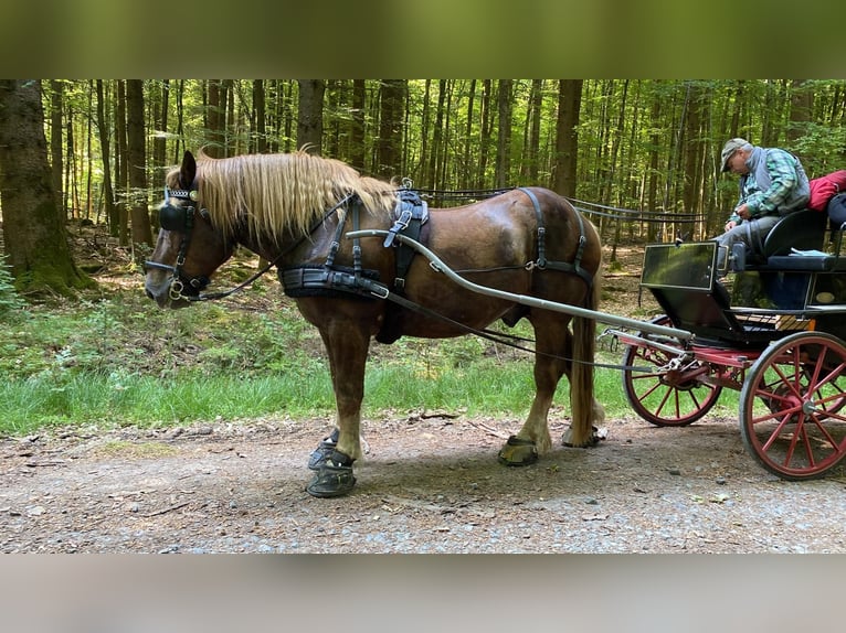 Meer koudbloeden Ruin 7 Jaar 165 cm in Bad Soden-Salmünster