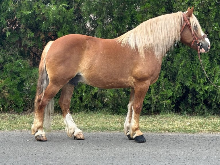 Meer koudbloeden Ruin 8 Jaar 153 cm Vos in B&#xE9;k&#xE9;s