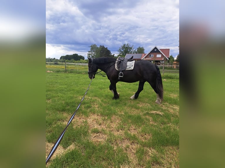 Meer koudbloeden Mix Ruin 8 Jaar 160 cm Zwart in Ahaus