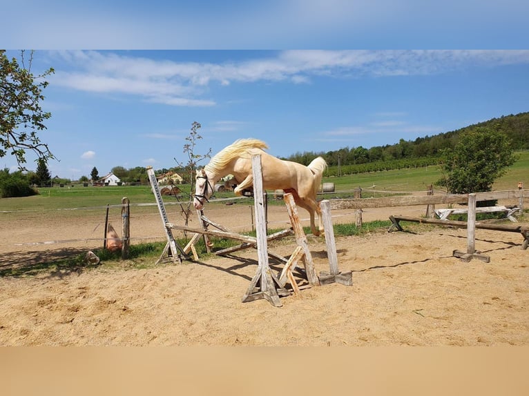 Meer ponys/kleine paarden Hengst 10 Jaar 145 cm Cremello in Visz