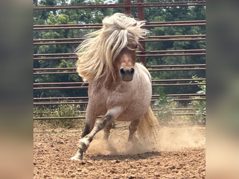 Meer ponys/kleine paarden Hengst 11 Jaar 84 cm Roan-Red in Dennis, TX