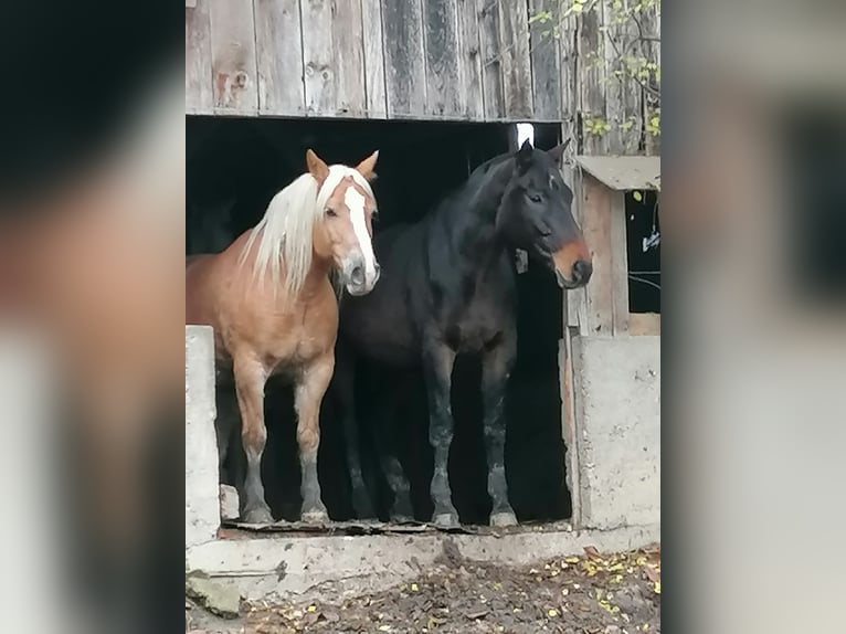 Meer ponys/kleine paarden Hengst 14 Jaar 175 cm Bruin in Bernried