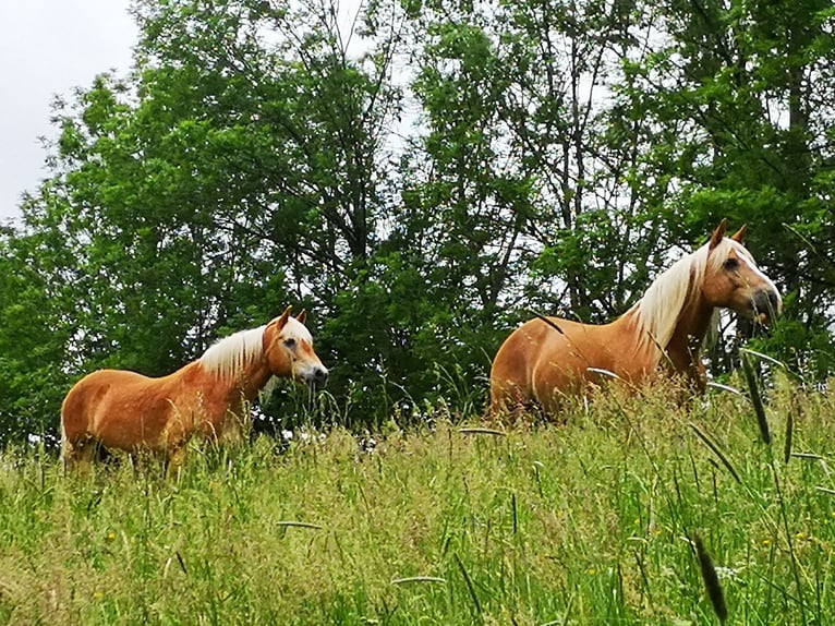 Meer ponys/kleine paarden Hengst 14 Jaar 175 cm Bruin in Bernried