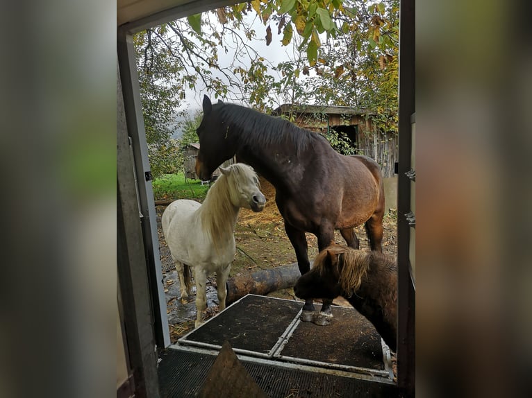 Meer ponys/kleine paarden Hengst 14 Jaar 175 cm Bruin in Bernried