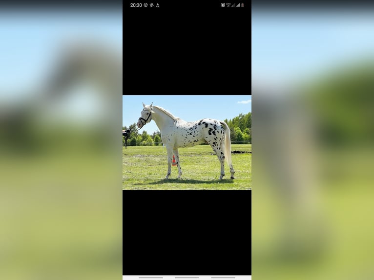 Meer ponys/kleine paarden Mix Hengst 1 Jaar 120 cm Appaloosa in Żmudź