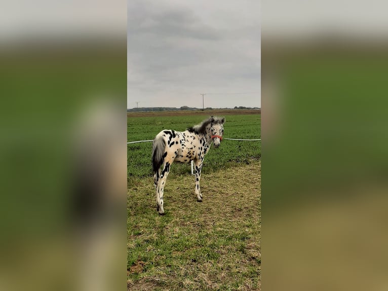 Meer ponys/kleine paarden Mix Hengst 1 Jaar 120 cm Appaloosa in Żmudź