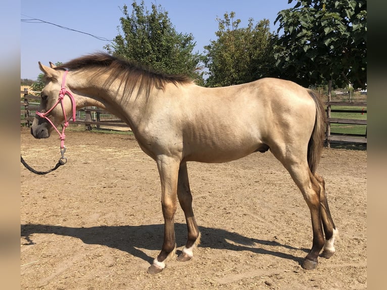 Meer ponys/kleine paarden Hengst 1 Jaar 143 cm Buckskin in Tolna