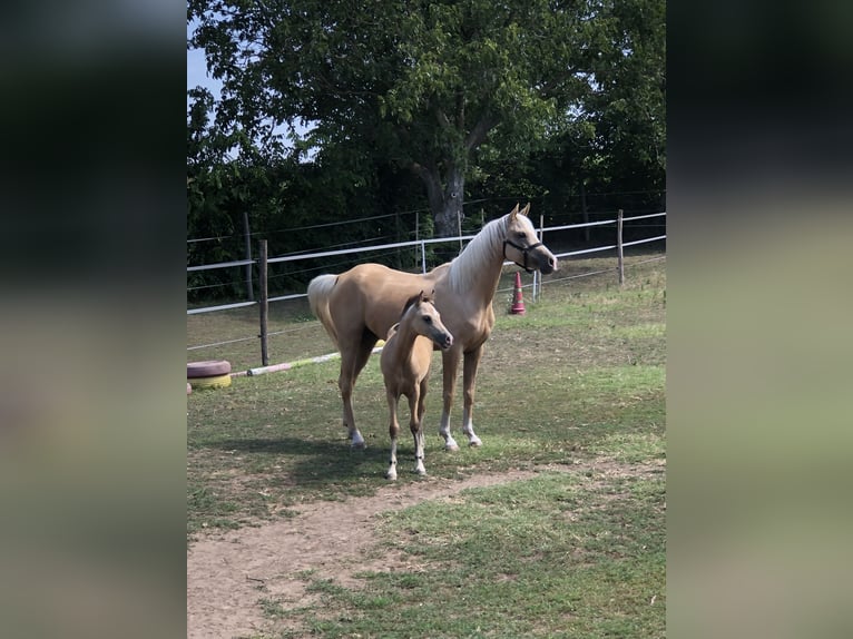 Meer ponys/kleine paarden Hengst 1 Jaar 143 cm Buckskin in Tolna