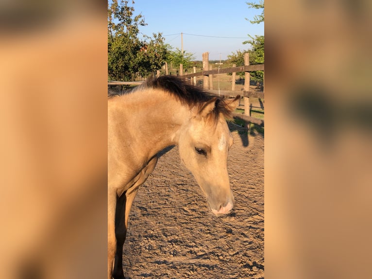 Meer ponys/kleine paarden Hengst 1 Jaar 143 cm Buckskin in Tolna