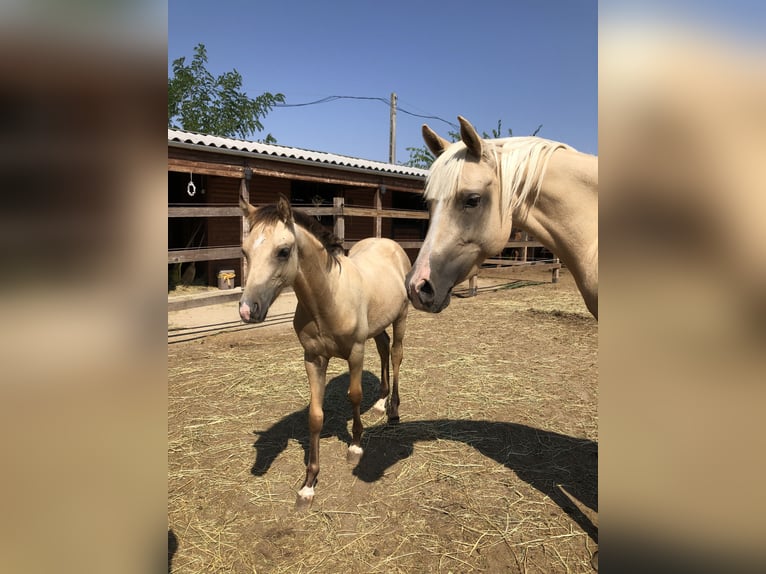 Meer ponys/kleine paarden Hengst 1 Jaar 143 cm Buckskin in Tolna