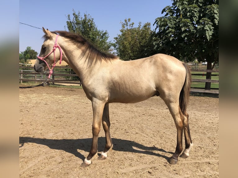 Meer ponys/kleine paarden Hengst 1 Jaar 143 cm Buckskin in Tolna