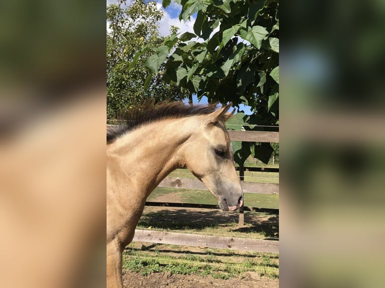 Meer ponys/kleine paarden Hengst 1 Jaar 143 cm Buckskin in Tolna