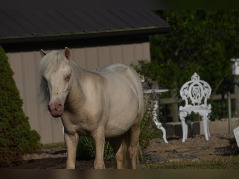 Meer ponys/kleine paarden Hengst 1 Jaar 86 cm Cremello in Fresno